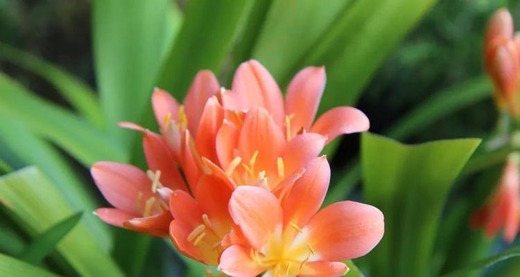 开花盆栽君子兰的正确养护方法是什么？如何促进其开花？