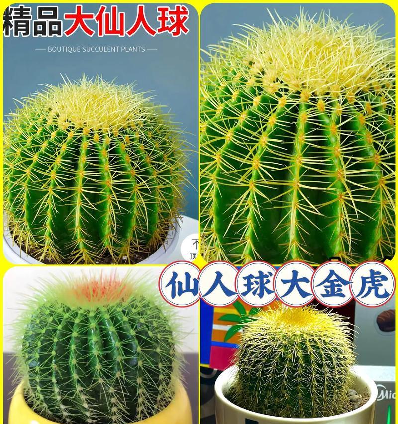 黄金虎仙人球养殖方法？如何确保其健康成长？
