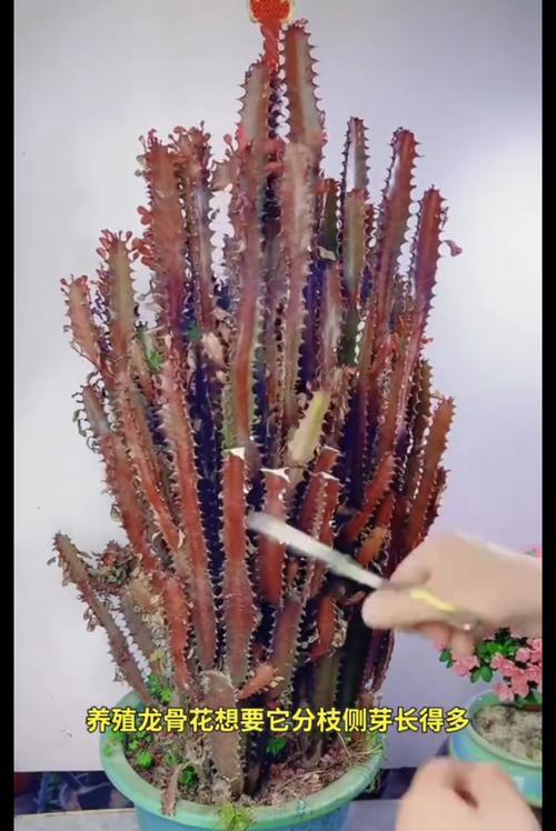 如何正确养护我的花草君子兰？