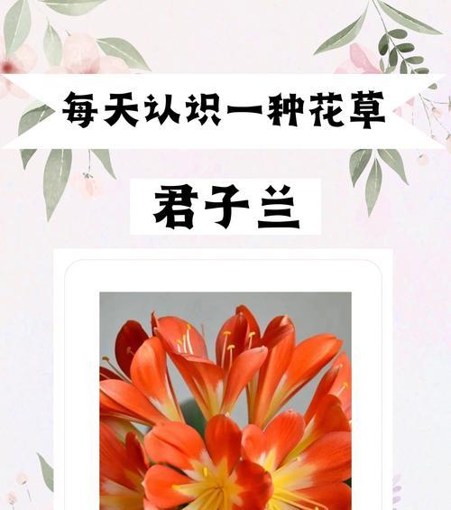 如何正确养护我的花草君子兰？