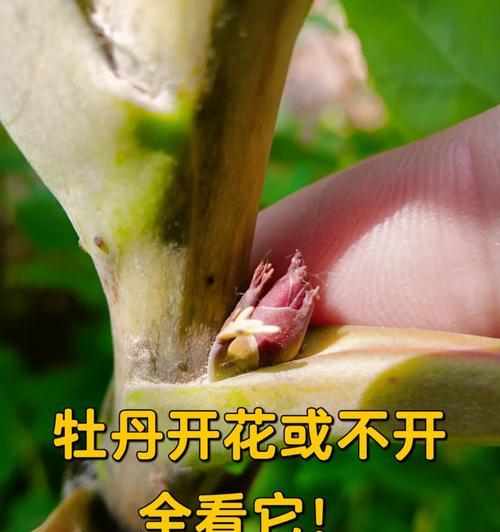 牡丹花后施肥后需要浇水吗？原因是什么？