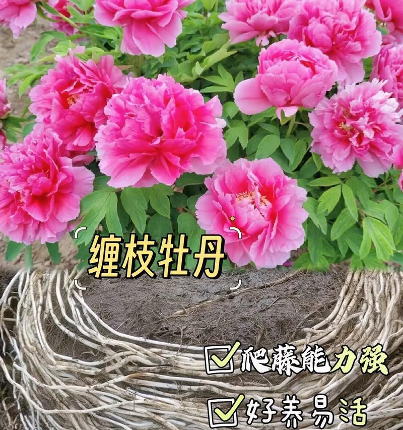 牡丹花后施肥后需要浇水吗？原因是什么？