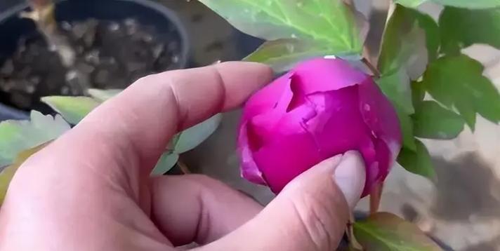 牡丹花后施肥后需要浇水吗？原因是什么？