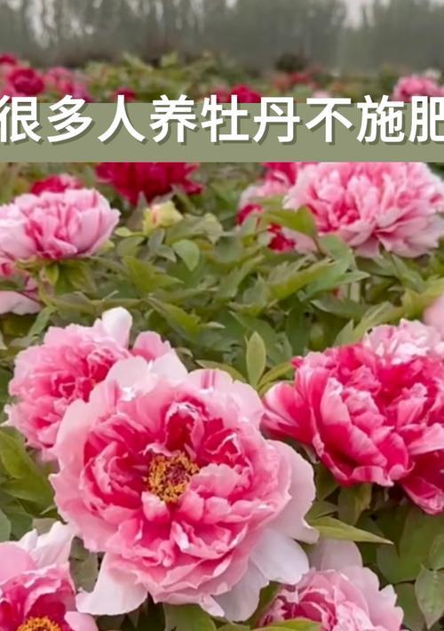 牡丹花施肥和护养需要注意什么？