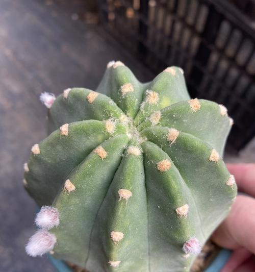 仙人球如何养护才能开花？有哪些关键步骤？