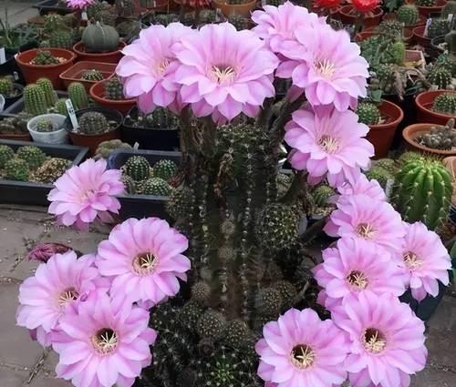 仙人球如何养护才能开花？有哪些关键步骤？