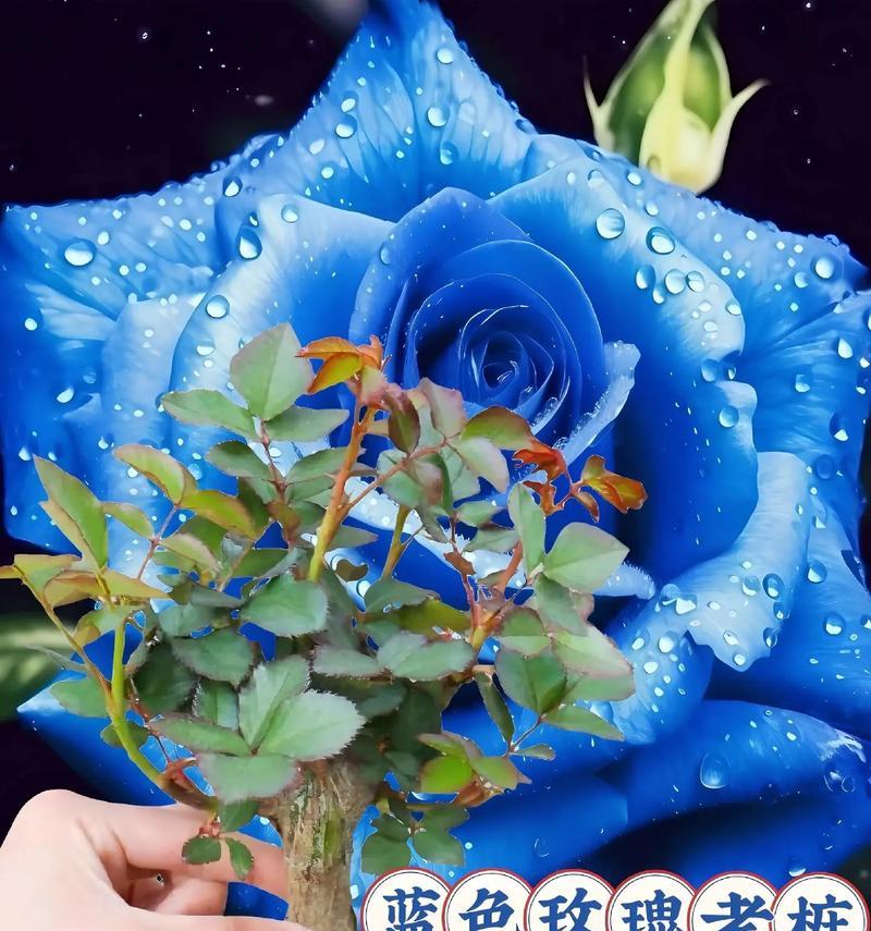 19朵蓝色妖姬代表什么花语？