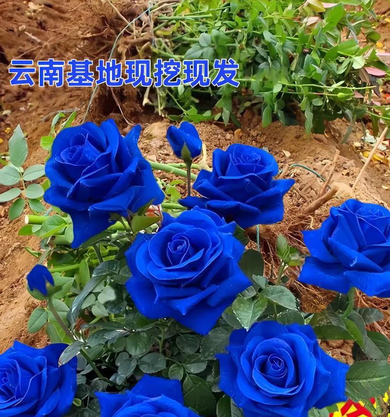 19朵蓝色妖姬代表什么花语？