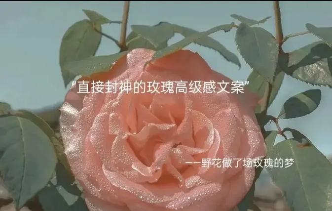 七朵玫瑰花有何特殊含义？它们代表什么？