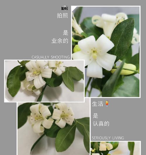 表达永远在身边的花语有哪些？