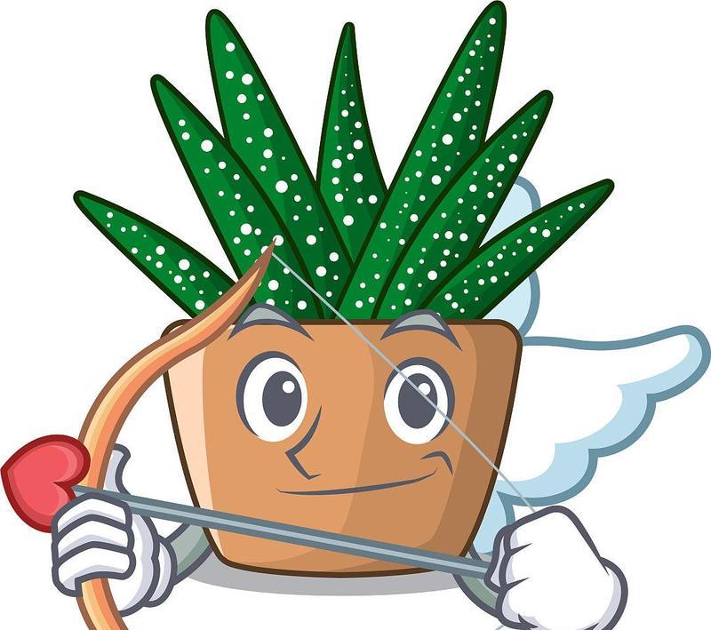 仙人掌形状浇水壶的使用方法是什么？