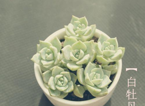 我的世界中牡丹花种植技巧是什么？