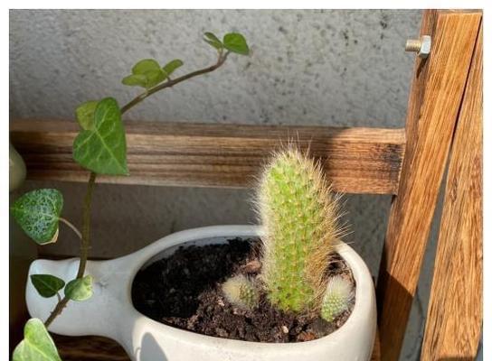独刺仙人掌盆栽的正确种植方法是什么？