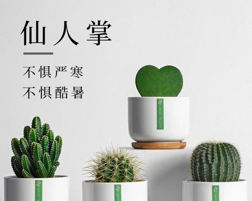 独刺仙人掌盆栽的正确种植方法是什么？