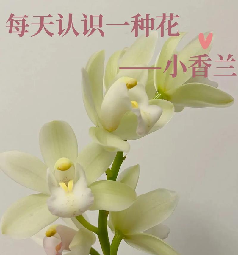 小兰花语言艺术有哪些独特之处？
