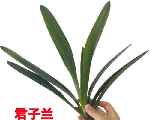 君子兰大苗带花的养殖方法是什么？