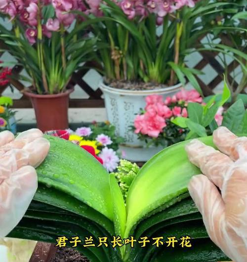 君子兰只长叶子不开花的原因是什么？