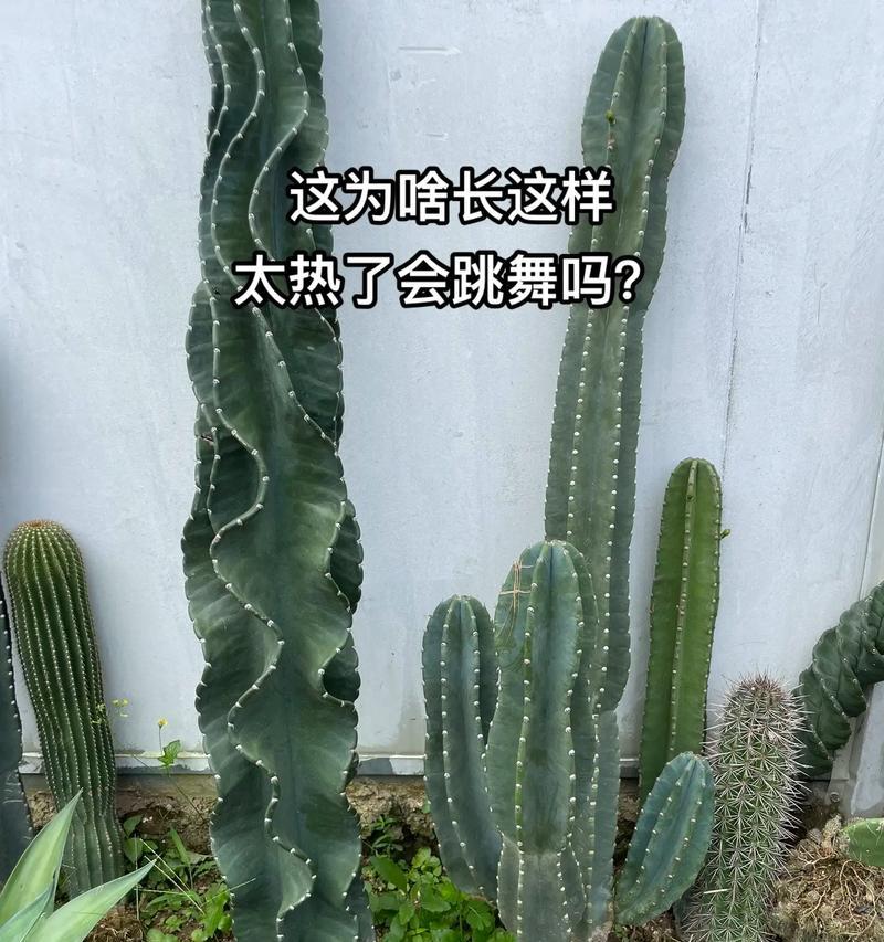 秘鲁苹果仙人掌种植步骤是什么？