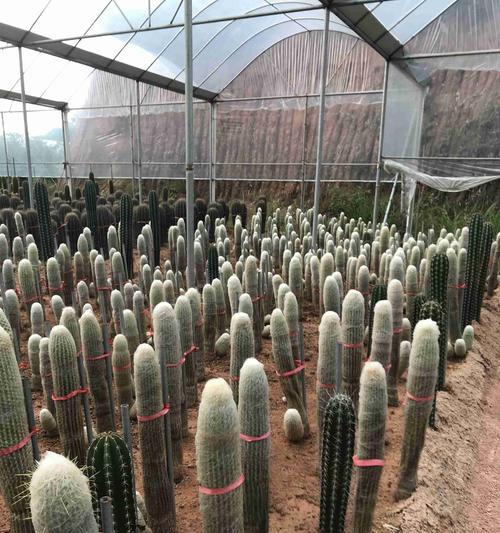 秘鲁苹果仙人掌种植步骤是什么？