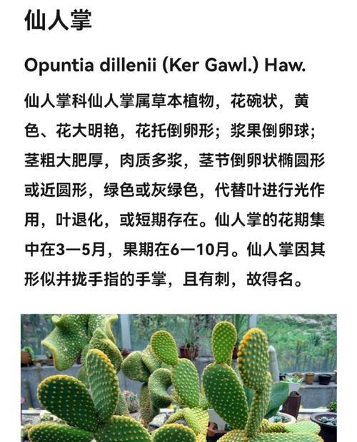 秘鲁苹果仙人掌种植步骤是什么？