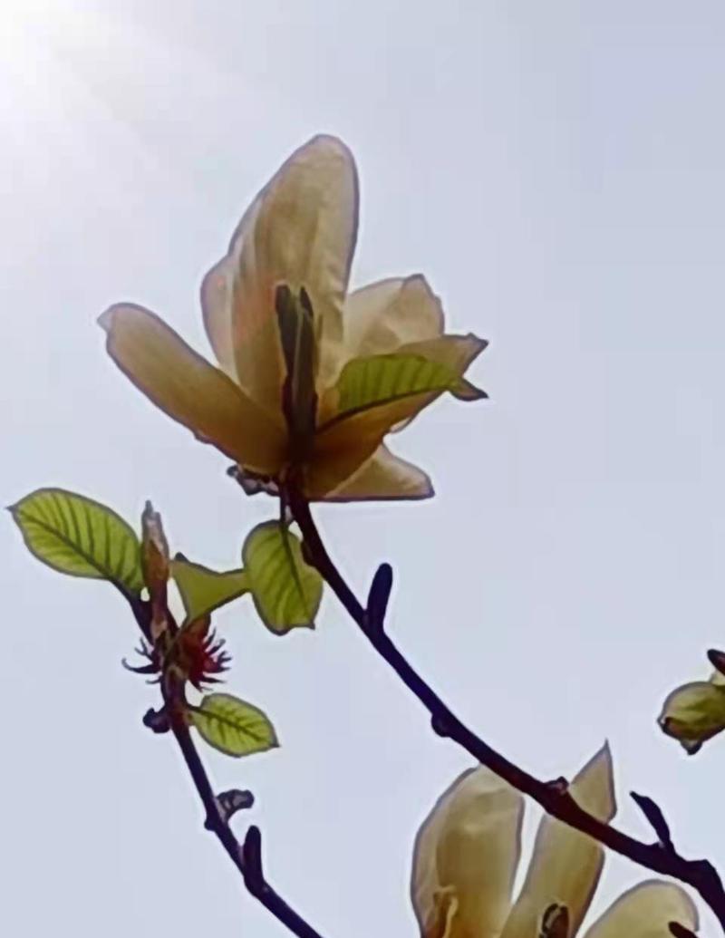 温柔的解语花代表什么？