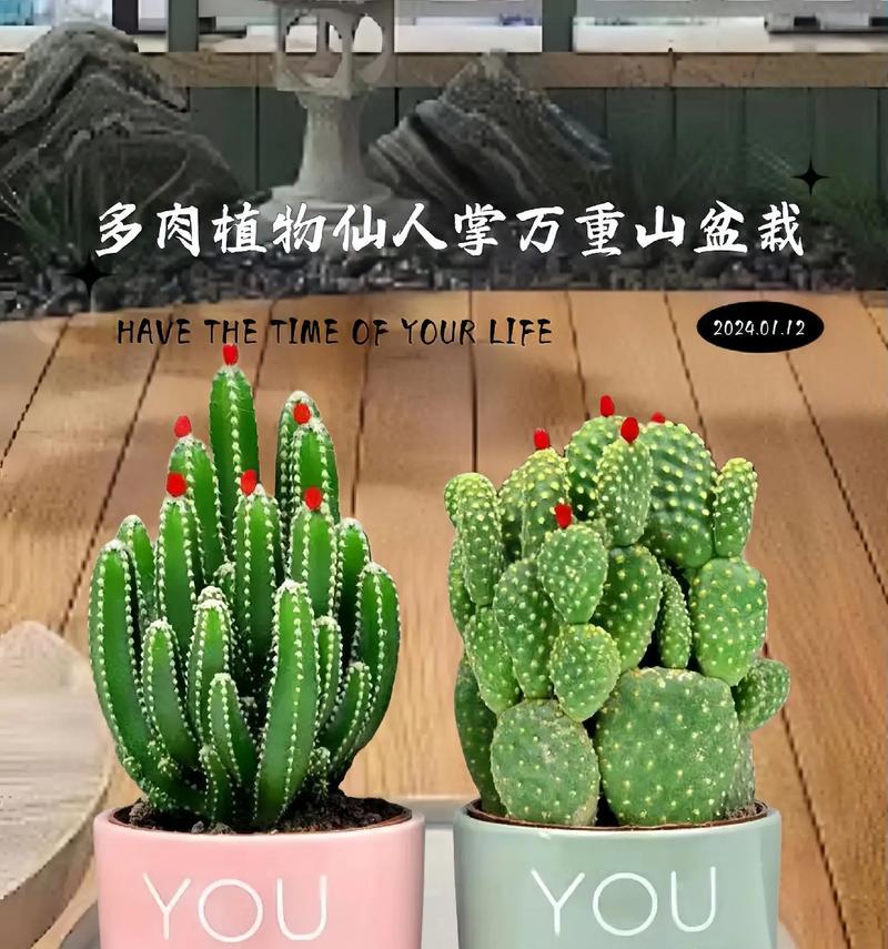 如何在仙人掌上养蝎子？