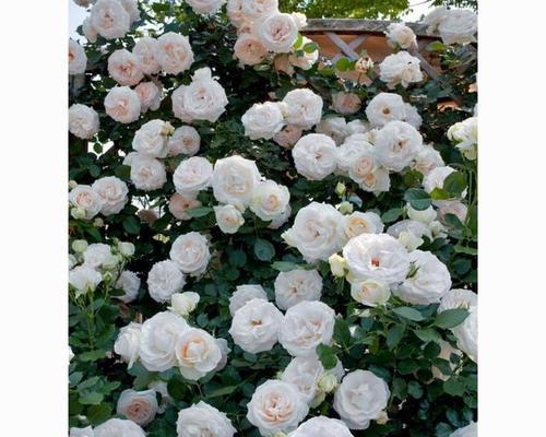 四朵白色月季的花语代表了什么？