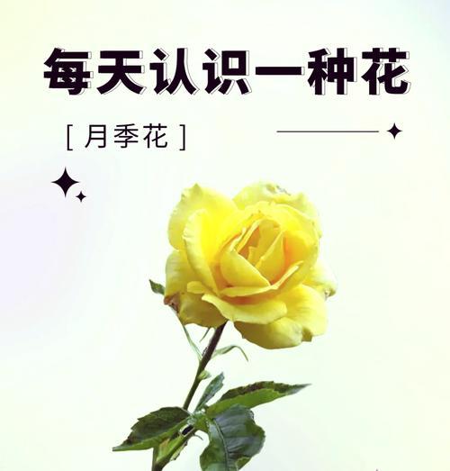 四朵白色月季的花语代表了什么？