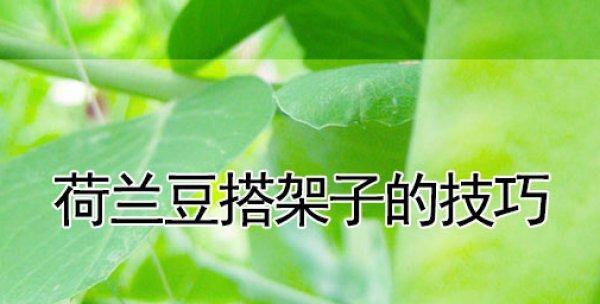 无刺小土人仙人掌种植技巧有哪些？怎样避免种植失败？