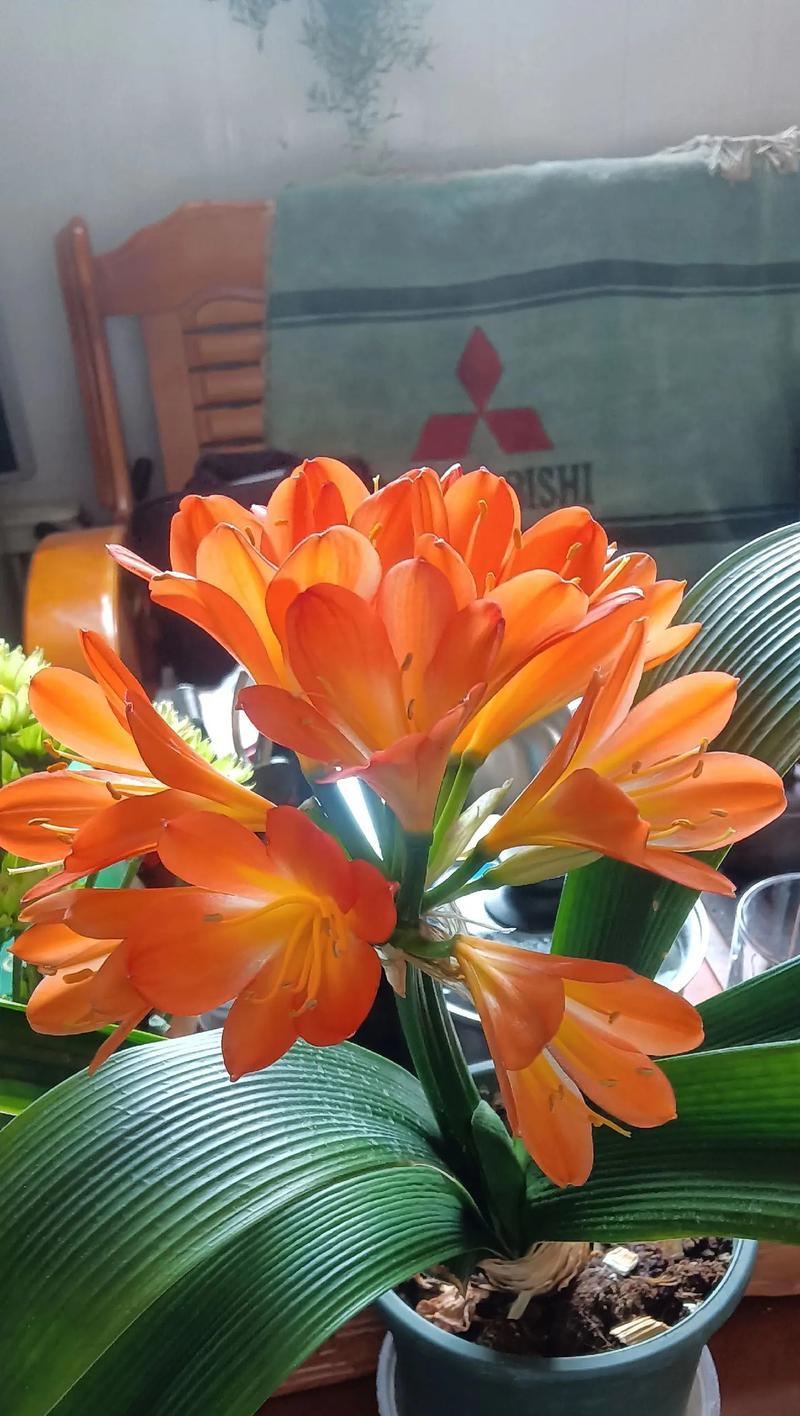 红君子兰开花时的外观特征是什么？