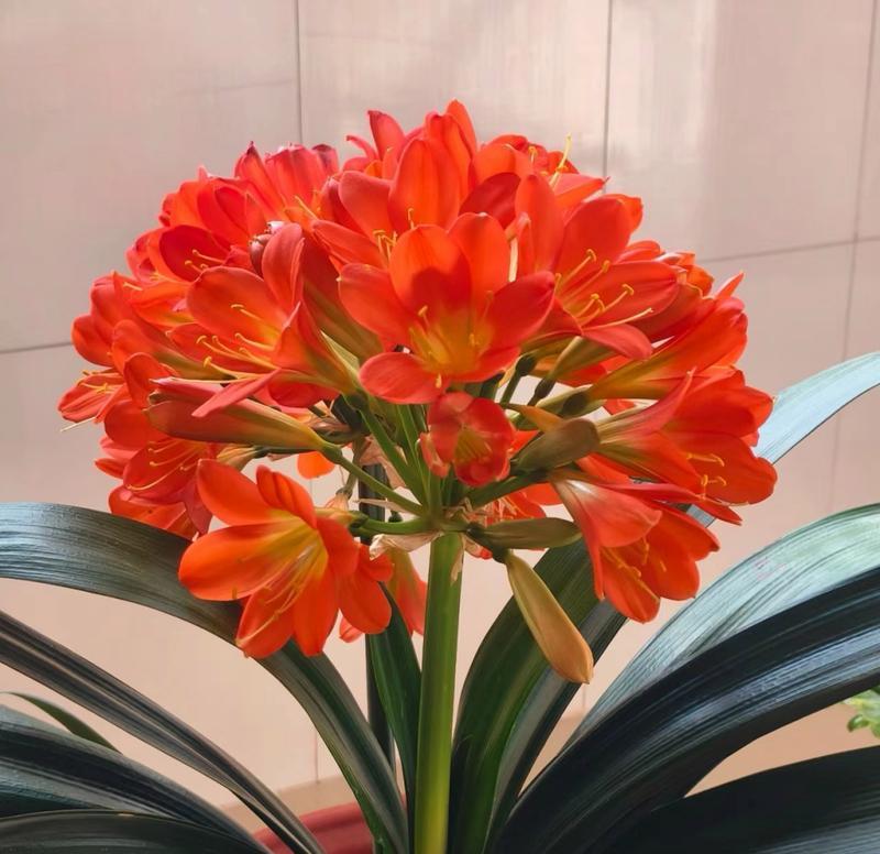 红君子兰开花时的外观特征是什么？