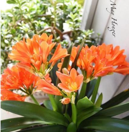 红君子兰开花时的外观特征是什么？