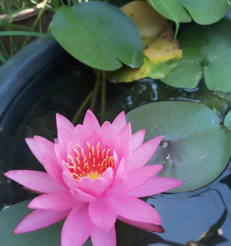 泥地上的花通常有什么样的花语？