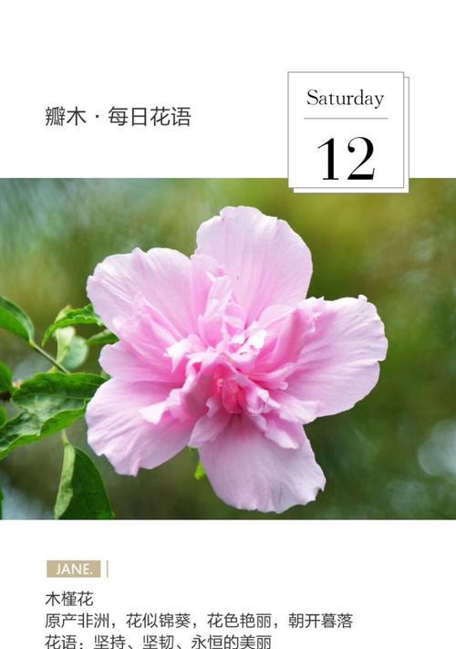 泥地上的花通常有什么样的花语？