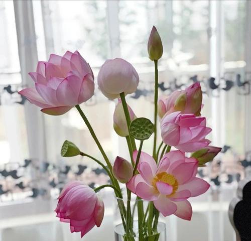 干莲蓬枝的寓意和花语是什么？它象征着什么？