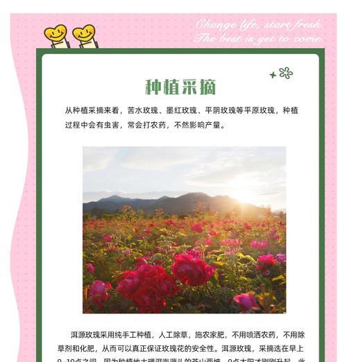 爆款玫瑰花的养护技巧有哪些？如何保持其品质？