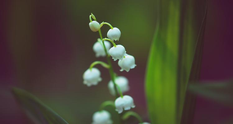 白色铃花的花语是什么意思？白色铃花代表什么？
