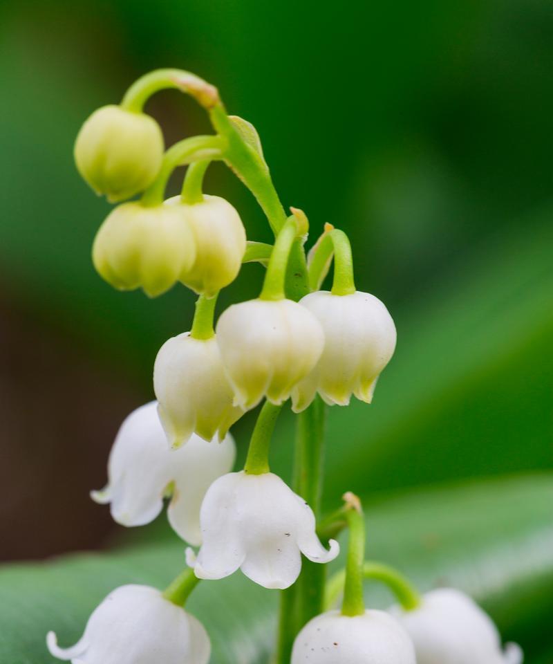 白色铃花的花语是什么意思？白色铃花代表什么？