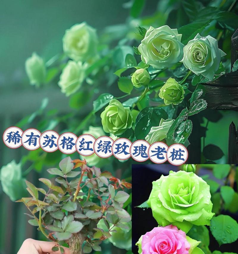苏格兰玫瑰花的养护和浇水方法是什么？