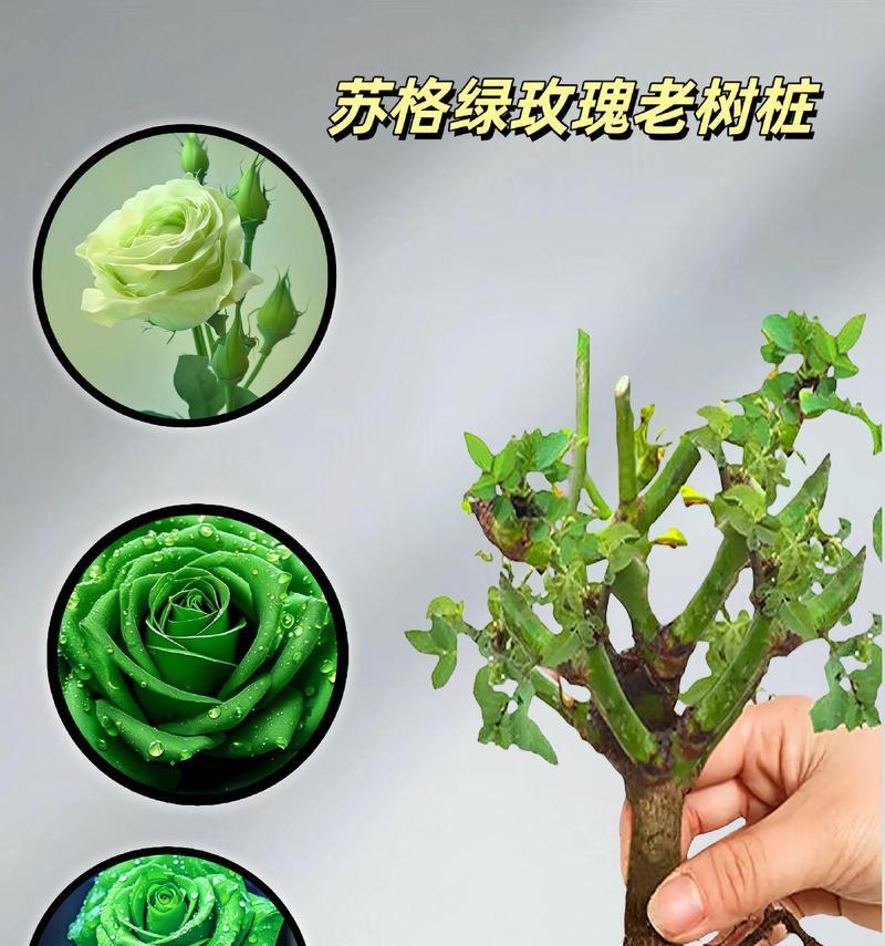 苏格兰玫瑰花的养护和浇水方法是什么？