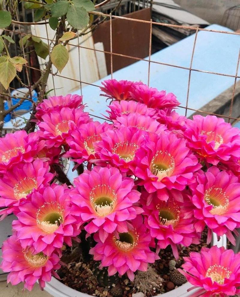 仙人球开花的科学原理是什么？为什么不是所有仙人球都会开花？