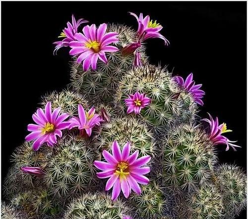 仙人球开花的科学原理是什么？为什么不是所有仙人球都会开花？