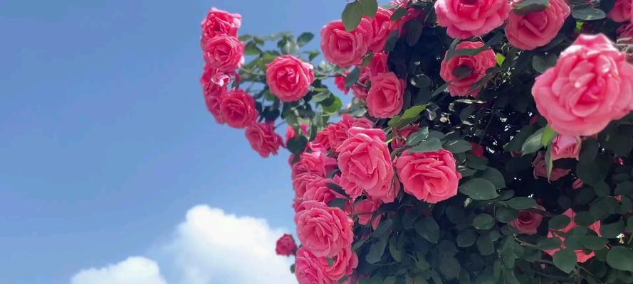 什么东西的花语是等待？哪种植物代表了期待？