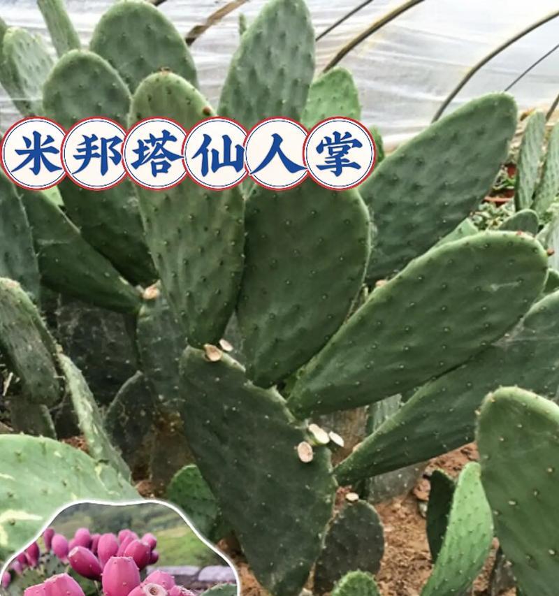 春风仙人掌盆栽的正确养护方式是什么？