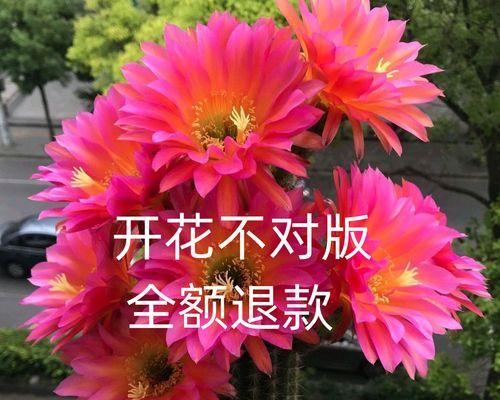 红色仙人球飞碟有何特别之处？它属于什么植物？