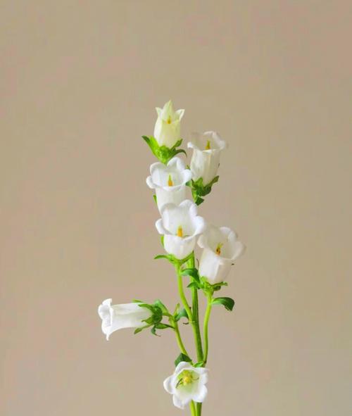 白色风铃花的花语是什么？它象征着什么？