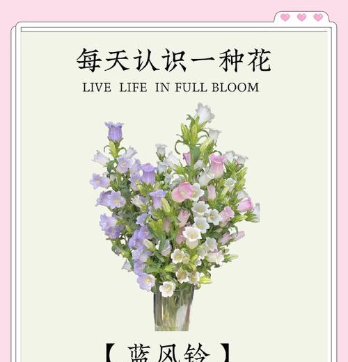 白色风铃花的花语是什么？它象征着什么？