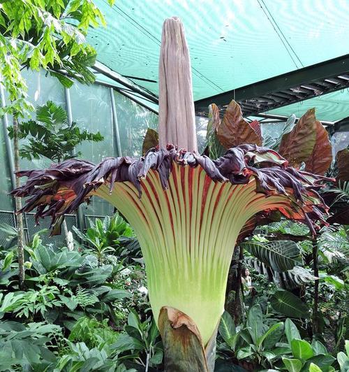 狂妄的花语是什么？哪种花代表狂妄？