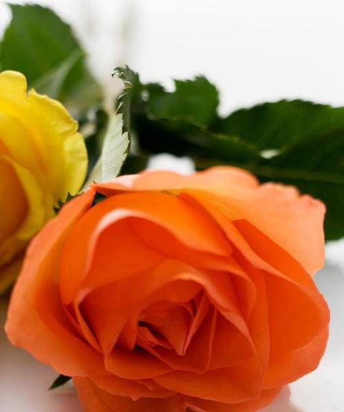狂妄的花语是什么？哪种花代表狂妄？