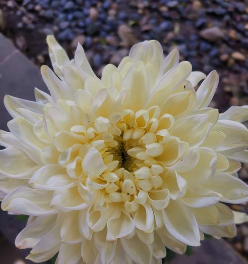 狂妄的花语是什么？哪种花代表狂妄？